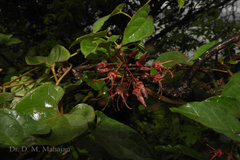 Seshagiria sahyadrica